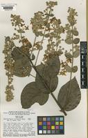 Type of Banisteriopsis variabilis B.Gates [family MALPIGHIACEAE]