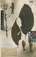 Isotype of Banisteria platyptera Griseb. f. grandiflora Nied. [family MALPIGHIACEAE]