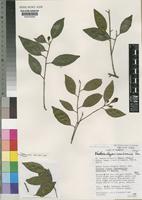 Neohemsleya usambarensis T.D.Penn. [family SAPOTACEAE]
