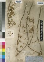 Plectranthus esculentus N.E.Br. [family LABIATAE]