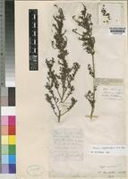 Type of Thesium burchellii A.W.Hill [family SANTALACEAE]