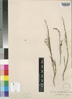 Thesium megalocarpum A.W.Hill [family SANTALACEAE]