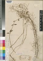 Type of Englerastrum diffusum Alston [family LABIATAE]