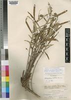 Isotype of Dichapetalum bullockii Hauman [family DICHAPETALACEAE]