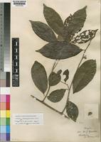 Isotype of Dichapetalum gossweileri Engl. [family DICHAPETALACEAE]