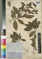 Erythroxylum emarginatum Thonn. [family ERYTHROXYLACEAE]