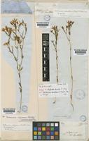 Isotype of Erythraea venusta A.Gray [family GENTIANACEAE]