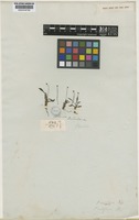 Holotype of Plantago uniflora Hook.f. [family PLANTAGINACEAE]