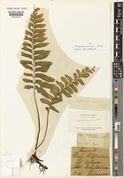 Type of Asplenium excisum C.Presl [family ASPLENIACEAE]