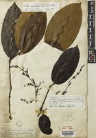 Syntype of Gnetum paniculatum Spruce ex Benth. [family GNETACEAE]