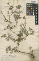 Type of Verbena tenuisecta Briq. [family VERBENACEAE]