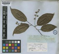 Type of Homalium pedicellatum Spruce ex Benth. [family FLACOURTIACEAE]