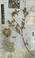 Pithecellobium dulce (Roxb.) Benth. [family LEGUMINOSAE-MIMOSOIDEAE]
