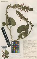 Isotype of Salvia rubescens H.B. & K. subsp. dolichothrix J.R.I.Wood & Harley [family LAMIACEAE]