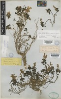 Lamium garganicum L. subsp. striatum (Sm.) Hayek [family LAMIACEAE]