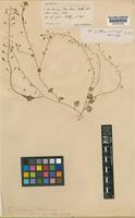 Cochlearia micacea E.S.Marshall [family CRUCIFERAE]