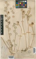 Fibigia macrocarpa Boiss. [family CRUCIFERAE]