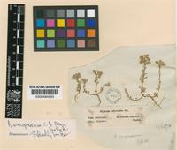 Isotype of Alyssum smyrnaeum C.A.Mey. [family CRUCIFERAE]