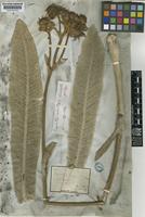 Paratype of Espeletia schultzii Wedd. [family COMPOSITAE]