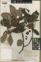 Type of Rhodoleia ovalifolia Ridl. [family HAMAMELIDACEAE]