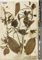Type of Ochanostachys amentacea Mast. [family OLACACEAE]