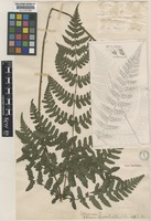 Type of Gymnogramma decurrenti-alata Hook. [family ADIANTACEAE]
