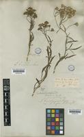 Senecio brasiliensis (Spreng.) Less. var. tripartitus (DC.) Baker [family COMPOSITAE]