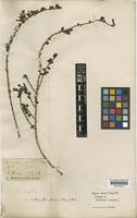 Isotype of Jasminum coeruleum Kuntze [family OLEACEAE]