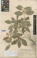 Isotype of Hippocratea grisebachii Loes. var. parvifolia Chodat & Hassl. [family CELASTRACEAE]