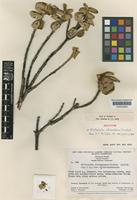 Isotype of Mallophyton chimantense Wurdack [family MELASTOMATACEAE]