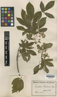 Balfourodendron riedelianum (Engl.) Engl. [family RUTACEAE]