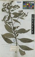 Aphelandra longiflora (Lindl.) Profice [family ACANTHACEAE]