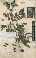 Lectotype of Schinus terebinthifolius Raddi var. acutifolia Engl. [family ANACARDIACEAE]