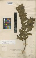 Schinus latifolius (Gillies ex Lindl.) Engl. var. tomentosus Fenzl [family ANACARDIACEAE]