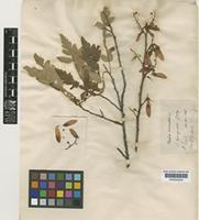 Athyana weinmannifolia (Griseb.) Radlk. [family SAPINDACEAE]