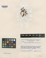 Isotype of Celianella montana Jabl. [family EUPHORBIACEAE]