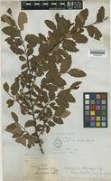 Nothofagus obliqua (Mirb.) Oerst. [family FAGACEAE]