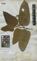 Isotype of Myristica sebifera (Aubl.) Sw. var. cordifolia A.DC. [family MYRISTICACEAE]