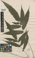 Pronephrium parishii (Beddome) Holttum [family THELYPTERIDACEAE]