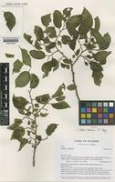 Isotype of Celtis loxensis C.C.Berg [family ULMACEAE]