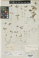 Isotype of Telanthera nana Moq. [family AMARANTHACEAE]