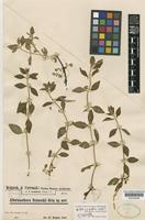 Alternanthera reineckii Briq. [family AMARANTHACEAE]
