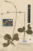 Type of Froelichia chacoensis Chodat [family AMARANTHACEAE]