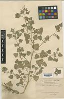 Type of Chenopodium pilcomayense Aellen [family CHENOPODIACEAE]