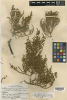 Type of Allenrolfea mexicana Lundell [family CHENOPODIACEAE]