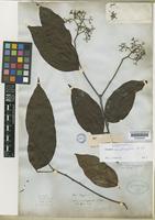 Isotype of Cordia scabrifolia A.DC. [family BORAGINACEAE]