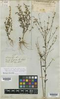 Schwenckia micrantha Benth. [family SOLANACEAE]