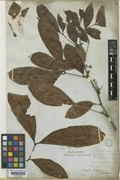 Matayba inelegans Radlk. [family SAPINDACEAE]