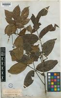 Paullinia interrupta Benth. [family SAPINDACEAE]