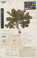 Type of Solanum acaule Bitter var. checcae Hawkes [family SOLANACEAE]